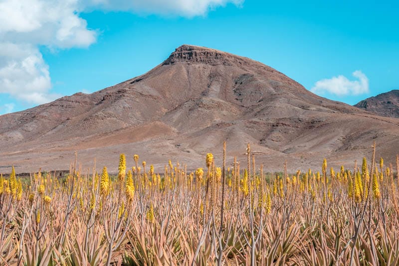 Aloe Vera Farm Kanaren Fuerteventura Tipps