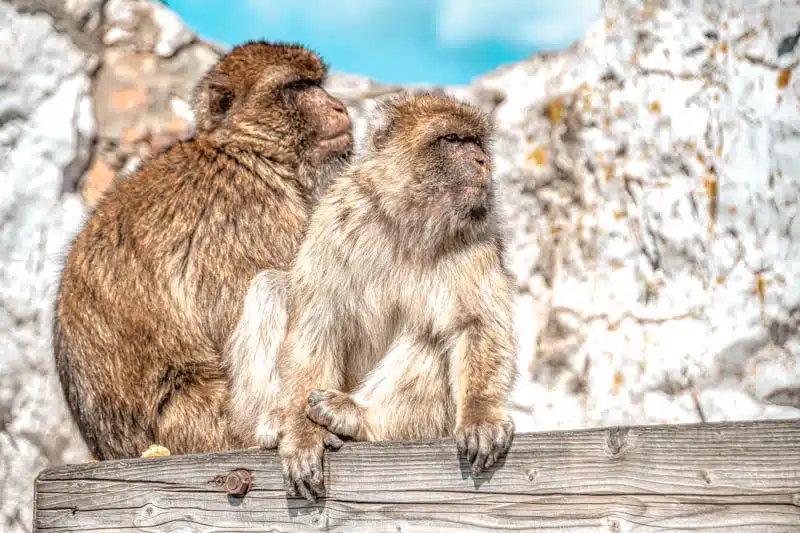 Affen Gibraltar spanien Affen Gibraltar spanien