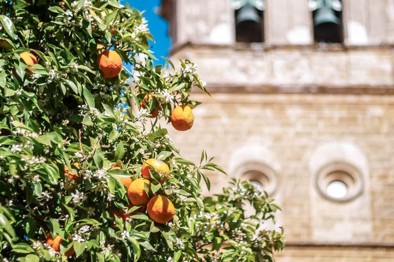 Andalusien im Frühling Orangenblüte