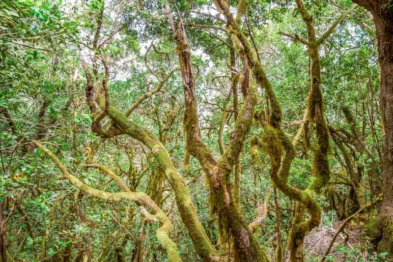 Garajonay-Nationalpark-la-gomera