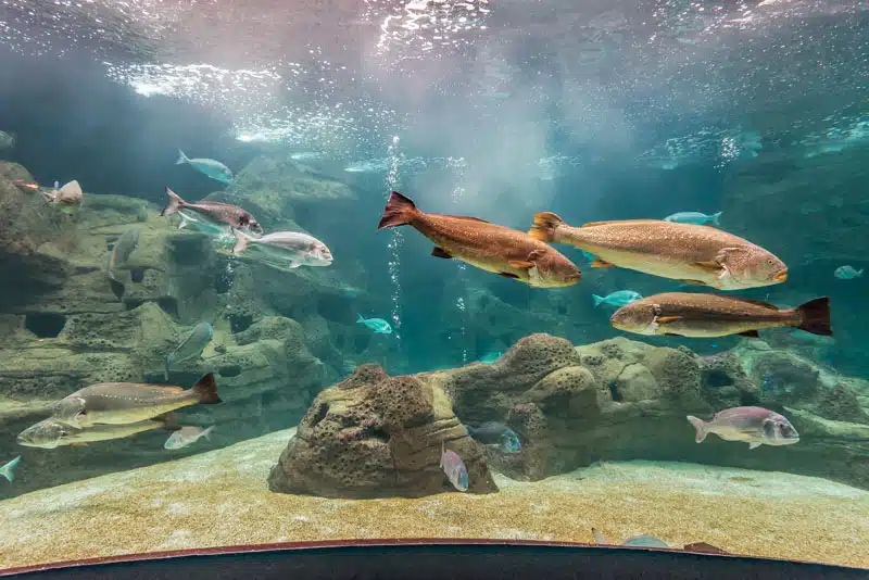 Kreta Thalassokosmos Heraklion CRETAquarium Kreta Thalassokosmos Heraklion CRETAquarium