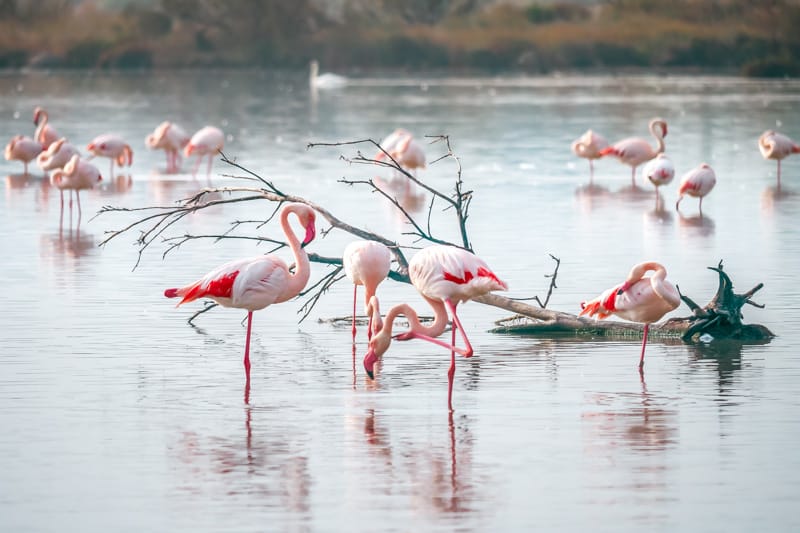 Riserva naturale orientata Oasi Faunistica di Vendicari