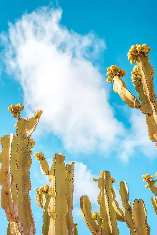 Kanaren Urlaub im Winter Erfahrung Tipps Inseln